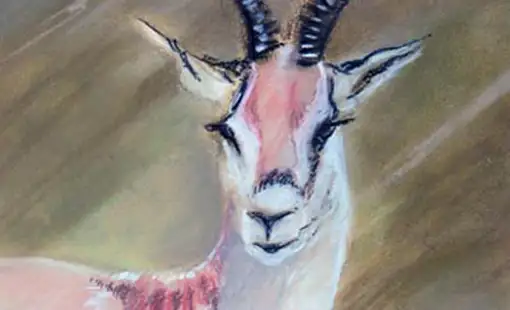 Gazelle